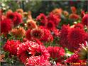 Parc floral 026